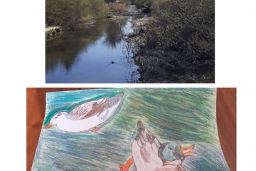 25ème Bulle de bonne humeur. Après une promenade au bord de l'Aire, Alessandra a pris ses crayons pour illustrer le paysage avec un canard colvert et une mouette rieuse.
