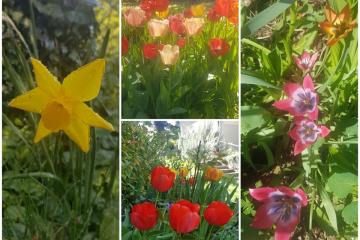 33ème Bulle de bonne humeur Le jardin de Susana explose de mille couleurs et elle nous offre ce bouquet pour fleurir ce jour du 11 mai placé sous le signe de la joie et des retrouvailles.